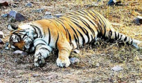 One more tiger dead in Bhandara, 5 in 9 days