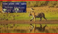 Bombay High Court Denies Pre-Arrest Bail to Brothers in Tadoba Andhari Booking Scam