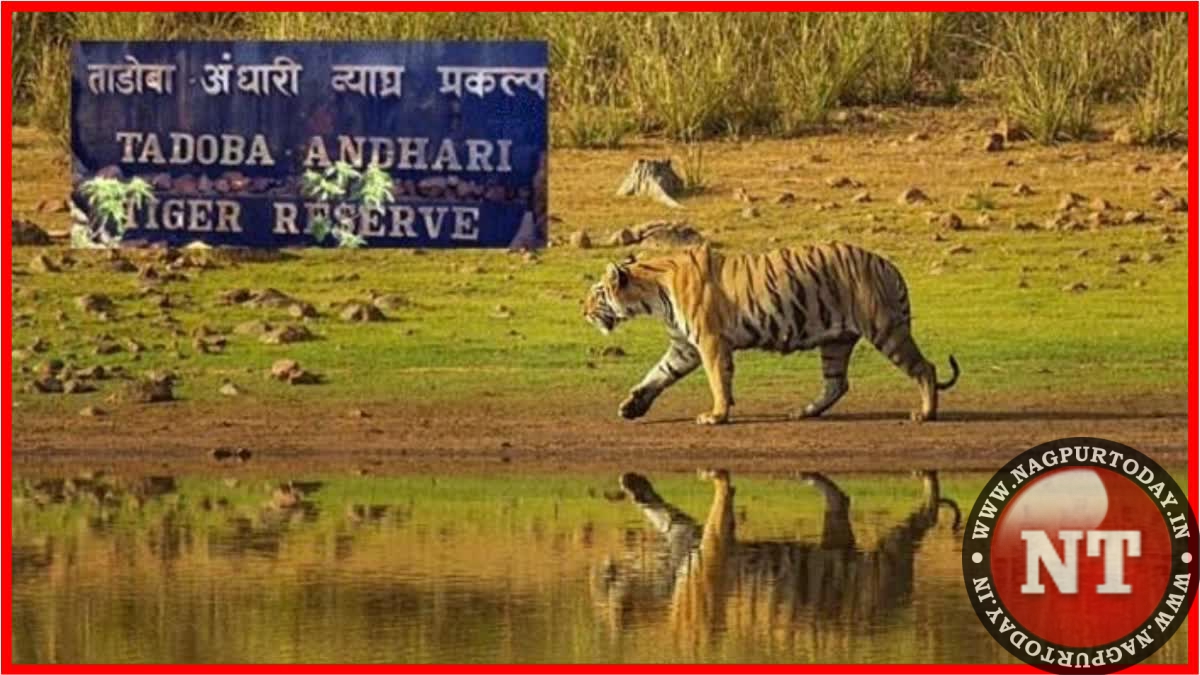 Tadoba Core Safari Closes for Monsoon, Buffer Safaris Continue