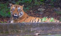 Experience the Thrill: Tadoba Tiger Reserve Welcomes Visitors with Majestic Tiger Sightings