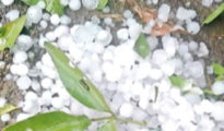 Unseasonal rains, hail damage crops in Nagpur, nearby dists