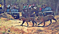 Five tourists slapped with Rs 25,000 fine for enjoying liquor during safari in Tadoba