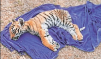 Two tiger cubs found in two days in Yavatmal forest