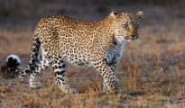 Leopard sighted in Ordnance Factory Ambajhari premises
