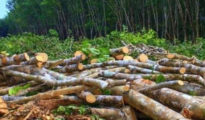 High Court orders halt on tree cutting in Ajni Van