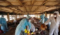 Alarm over Bird Flu outbreak in Nagpur