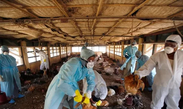 Bird flu outbreak reported in Kerala’s Alappuzha