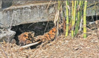 Tiger found dead near Nagpur