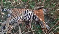 Tiger killing case: Supreme Court grants bail to accused Manraj