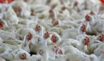 Outbreak: Bird Flu Claims Lives of Hundreds of Chickens at Regional Egg Hatching Center