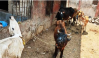 Cattle Smuggling Ring Busted in Nagpur: 20 Cows Found in Closed School Room, 10 Arrested”