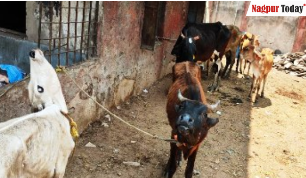 Cattle Smuggling Ring Busted in Nagpur: 20 Cows Found in Closed School Room, 10 Arrested”