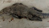 20-year old crocodile dies in Nagpur’s Maharajbagh Zoo