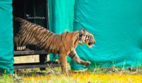 Baffling development: Tigress released in NNTR goes missing, untraceable