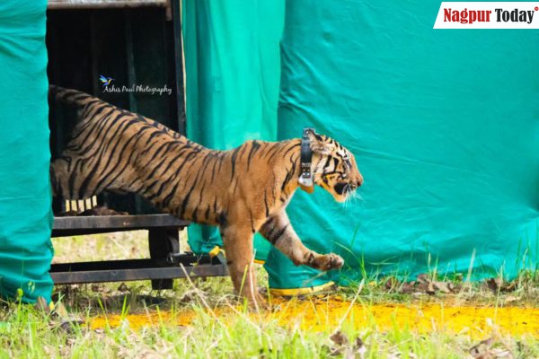 Big relief: Missing tigress NT-3 traced in Navegaon Nagzira Tiger Reserve