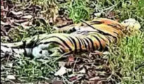 Full-grown tigress dies in front of tourists in Pench Reserve