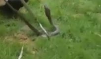 Video: Unwanted Visitor – Snake appears at KDK College during Lok Sabha Election voting in Nagpur