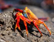 Crab Abused by Maharashtra MLA; PETA India Calls For Action