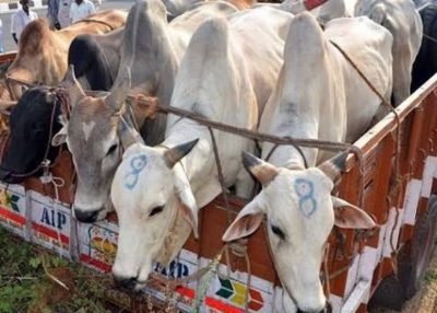 Cow traffickers attempt to run over Nagpur cops near Kamptee
