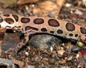 Wildlife delight: Rare Giri’s Geckoella spotted in Nagpur