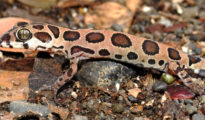 Wildlife delight: Rare Giri’s Geckoella spotted in Nagpur