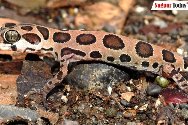 Wildlife delight: Rare Giri’s Geckoella spotted in Nagpur