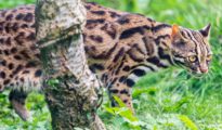 Wild delight: Leopard cat spotted for the first time in Pench Tiger Reserve