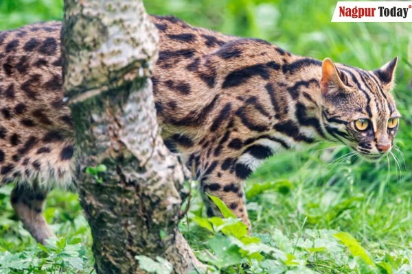Wild delight: Leopard cat spotted for the first time in Pench Tiger Reserve