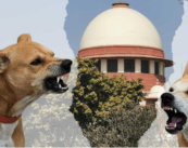 Stray dog issue: SC disposes of petitions, asks parties to move High Courts