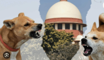 Stray dog issue: SC disposes of petitions, asks parties to move High Courts