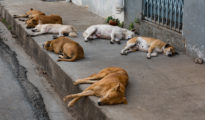 NMC identifies four land parcels to keep 90,000 stray dogs