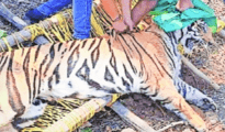 Bad news: Captured problem tiger dies during treatment at Gorewada