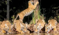 New abode: 8 Tadoba tigers to roar in Sahyadri Reserve