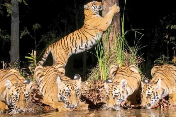 New abode: 8 Tadoba tigers to roar in Sahyadri Reserve