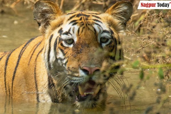 Video: Tiger spotted near Tiger Heaven Resort Water Body in Chandrapur