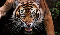 Killer of 7 persons, this elusive Pench tiger to be captured