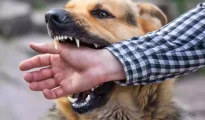 Scary figures: Nagpur sees 4,361 dog bite cases in 5 months of this year!
