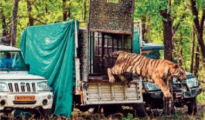 Injured T53 tiger released in Pench after recovery