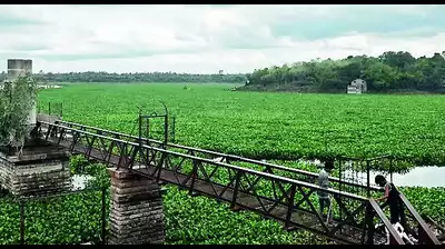 water hyacinth nagpur