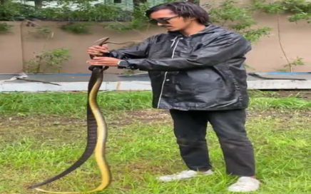 indian rat snake