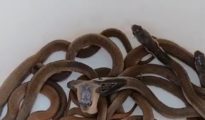 14 Cobra Hatchlings Found in Nagpur Home, Causing Panic
