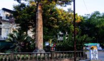 NMC Approves Tree Removal for Zero Mile Subway, Includes Felling Ancient Trees