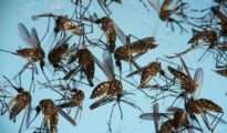 Mosquito hotspot: NMC survey exposes 41,858 breeding sites across Nagpur