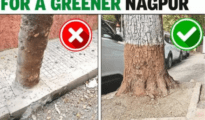 High Court Issues Notice Over Tree Damage from Road Cementing