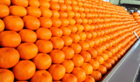 No Buyers for Vidarbha Oranges: Here’s Why