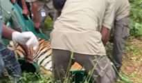 Tigress seen near human settlements tranquillized