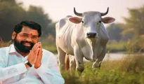 Shinde Govt declares Cow as ‘Rajya Mata’ ahead of Assembly polls