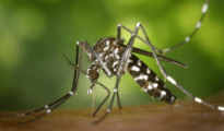 Alarming: New variant of chikungunya haunting Nagpurians with intensity