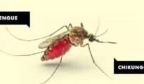 NMC intensifies battle against dengue, chikungunya in Nagpur