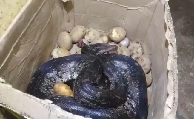 8-foot python found inside potato box in Chandrapur hotel